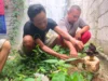 Tumbuhan mirip Bunga Bangkai Muncul di Desa Karangsari