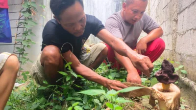 Tumbuhan mirip Bunga Bangkai Muncul di Desa Karangsari