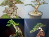 Bonsai On The Rock Sancang