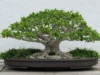 Ulmus Bonsai dan Bonsai Kemuning Lokal