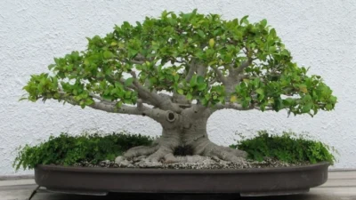 Ulmus Bonsai dan Bonsai Kemuning Lokal