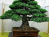 Bonsai Lohansung