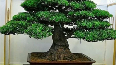 Bonsai Lohansung