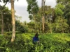 Produksi Teh Putih Gegara Program Petani Milenial