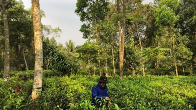 Produksi Teh Putih Gegara Program Petani Milenial