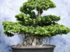 Cara Membentuk Bonsai Beringin Kimeng