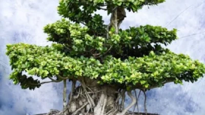 Cara Membentuk Bonsai Beringin Kimeng