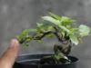 Tips Sukses Penanaman Bonsai Loa Panduan Lengkap Penanaman dan Perawatan