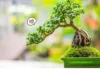 Kreativitas melalui Ide Kreasi Pot Bonsai Panduan Lengkap yang Mengagumkan