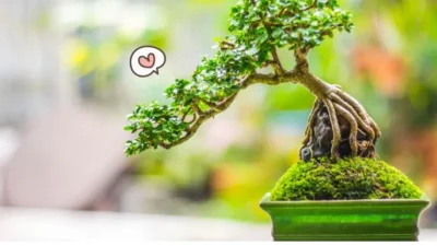 Kreativitas melalui Ide Kreasi Pot Bonsai Panduan Lengkap yang Mengagumkan