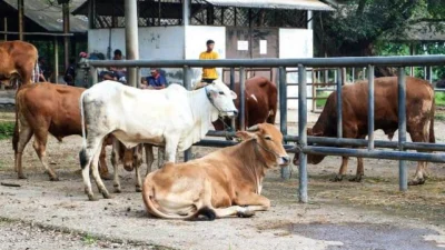 Pemkab Purwakarta Kaji untuk Buka Kembali Pasar Hewan Pasca Antraks