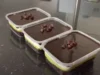 Resep Dessert Box Alpukat Oreo, Lumer di Mulut dan Bikin Nagih (image from Youtube Cooking with Hel)