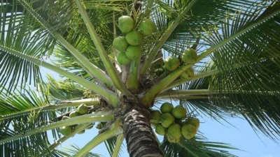 10 Manfaat Batang Pohon Kelapa yang Jarang Diketahui