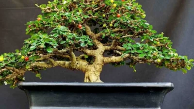 Melihat Keindahan dan Keunikan Bonsai Hokiantea