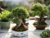 Harga Bonsai