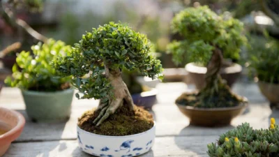 Harga Bonsai