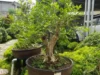 Bonsai Kemunting