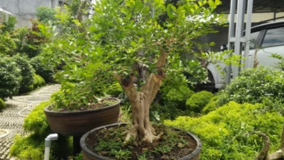 Bonsai Kemunting