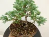 Cara Aman Merawat Bonsai Cemara, Dijamin Tanaman Makin Cantik (image from Carousell)