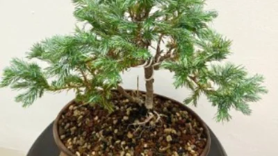 Cara Aman Merawat Bonsai Cemara, Dijamin Tanaman Makin Cantik (image from Carousell)