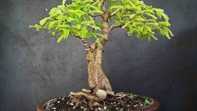 8 Cara Simple Merawat Bonsai Asem Jawa, Jangan Lupa Ajak Ngobrol! (Sumber Gambar via Tokopedia: DJATI_KARYA)