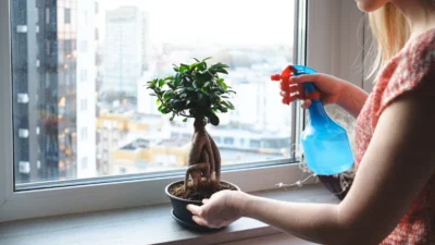 Tips Bonsai Sancang Selalu Sehat Mudah dan Tidak Ribet