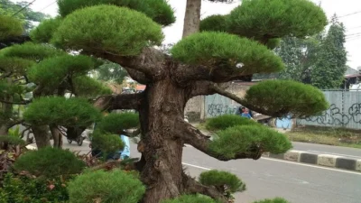 Harga Bonsai Cemara Udang Tinggi 1 Meter