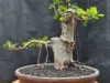 6 Tips Menyimpan Tanaman Bonsai Beringin Lokal, Kelembaban Jadi Kunci Utama. (Sumber Gambar via CASA Indonesia)