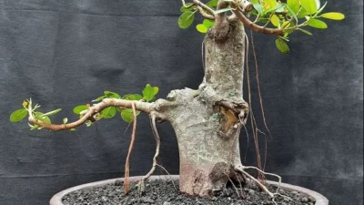 6 Tips Menyimpan Tanaman Bonsai Beringin Lokal, Kelembaban Jadi Kunci Utama. (Sumber Gambar via CASA Indonesia)