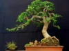 Ketahui Cara Perawatan Bonsai Serut 5 Miliar yang Bisa Jadi Ide Bisnis Mendatang (image from screenshot bonsai empire)