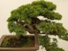 Cara Membuat Bonsai Gaya Miring Unik dan Indah