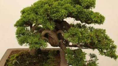 Cara Membuat Bonsai Gaya Miring Unik dan Indah