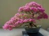 Cara Membuat Bonsai Bougenville dari Bahan Yang Super Kecil