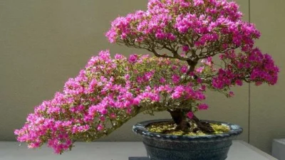 Cara Membuat Bonsai Bougenville dari Bahan Yang Super Kecil