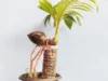 Lakukan Cara Ini Agar Tanaman Bonsai Kelapa Berbuah Cantik di Pot. (Sumber Gambar via Gramedia)