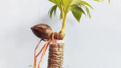 Lakukan Cara Ini Agar Tanaman Bonsai Kelapa Berbuah Cantik di Pot. (Sumber Gambar via Gramedia)