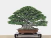 Bonsai Sisir Bonsai Kimeng Termahal, Cari tau bagai mana Cara Perawatannya