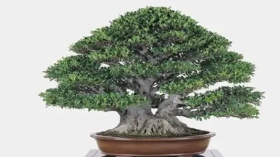 Bonsai Sisir Bonsai Kimeng Termahal, Cari tau bagai mana Cara Perawatannya