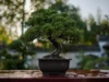 Jenis Tanaman Bonsai yang Harus Kamu Tahu (Image From: Pexels/Todd Trapani)