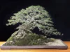 Tanaman Bonsai Sentigi yang Memikat Seluruh Penggemar Bonsai, Harganya Mencengangkan! (Image From: Central Bonsai)