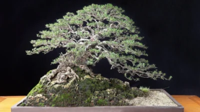 Tanaman Bonsai Sentigi yang Memikat Seluruh Penggemar Bonsai, Harganya Mencengangkan! (Image From: Central Bonsai)