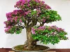 5 Cara Mudah dalam Merawat Bonsai Bougenville, Catat Sebelum Kamu Membelinya (Image From: Bukalapak/Galery)