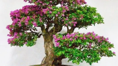 5 Cara Mudah dalam Merawat Bonsai Bougenville, Catat Sebelum Kamu Membelinya (Image From: Bukalapak/Galery)