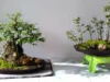 Bonsai grouping