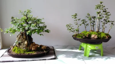 Bonsai grouping