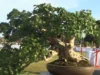 Cara Perawatan Bonsai Waru Juara dengan Keindahannya yang Unik (image from screenshot youtube balinese people)