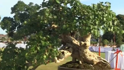 Cara Perawatan Bonsai Waru Juara dengan Keindahannya yang Unik (image from screenshot youtube balinese people)