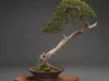 Bonsai Gaya Bunjin