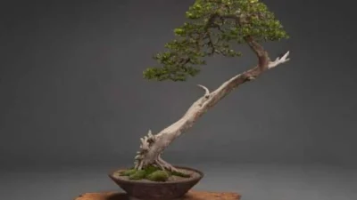 Bonsai Gaya Bunjin