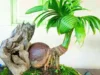 Belajar Cara Membuat Bonsai Kelapa yang Sudah Tumbuh Daun Untuk Pemula